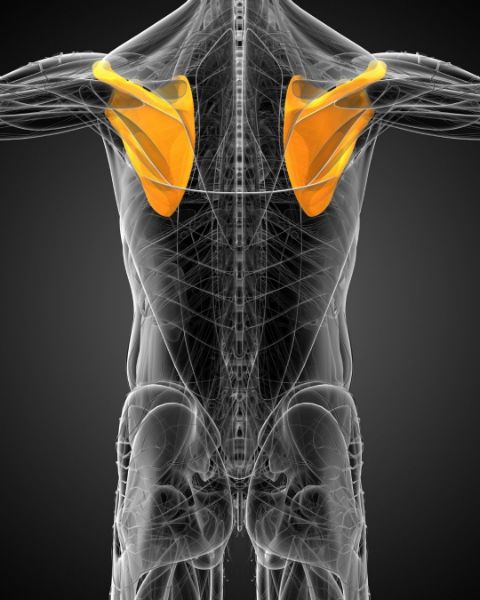 Scapula MR resmi