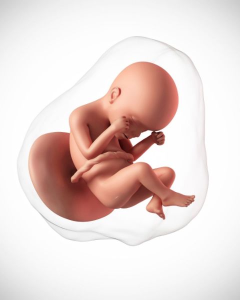 Fetal MR resmi